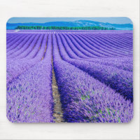 Reihen von Lavender, Provence, Frankreich