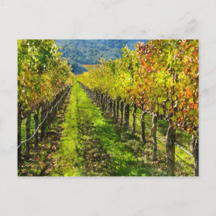 Reihen von Rebstöcken im Napa Valley Kalifornien Postkarte