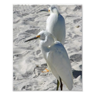 Reiher auf Strand Fotodruck