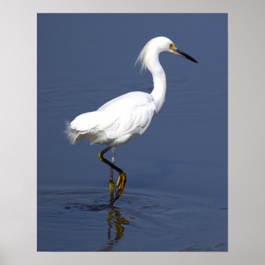 Reiher-Foto-Poster Poster (Vorne)