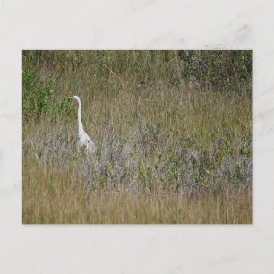 Reiher im Gras Postkarte
