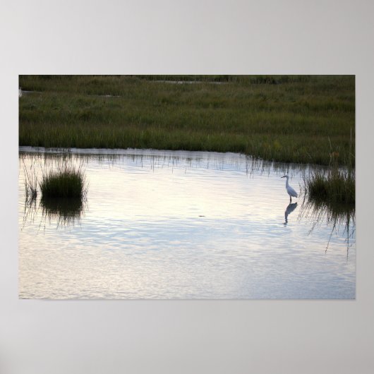 Reiher im Wasser Poster (Vorne)
