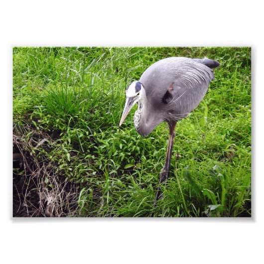 Reiher mit Absicht Fotodruck (Vorne)