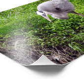Reiher mit Absicht Fotodruck (Ecke)