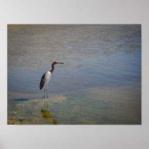 Reiher Poster