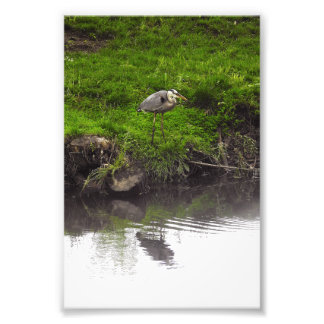Reiher Spiegelung Fotodruck