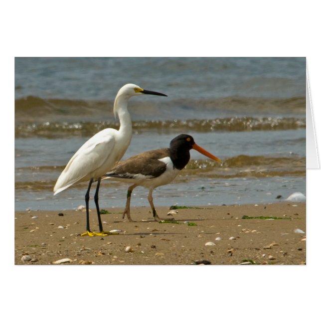Reiher- und Oystercatcherkarte (Vorderseite (Horizontal))