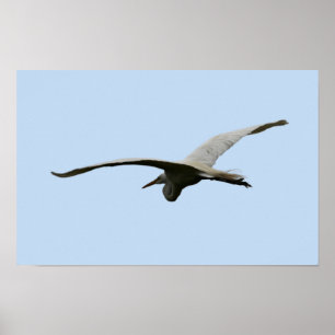 Reiher-Vogel-Flugposter Poster