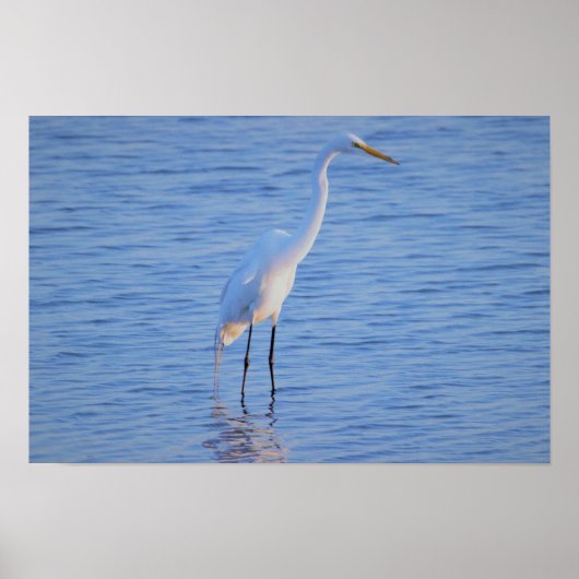 Reiher-Vogel-Foto Poster (Vorne)