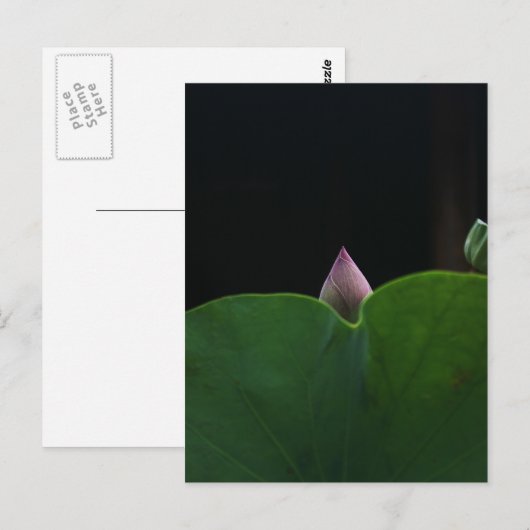 rein postkarte (Vorne/Hinten)