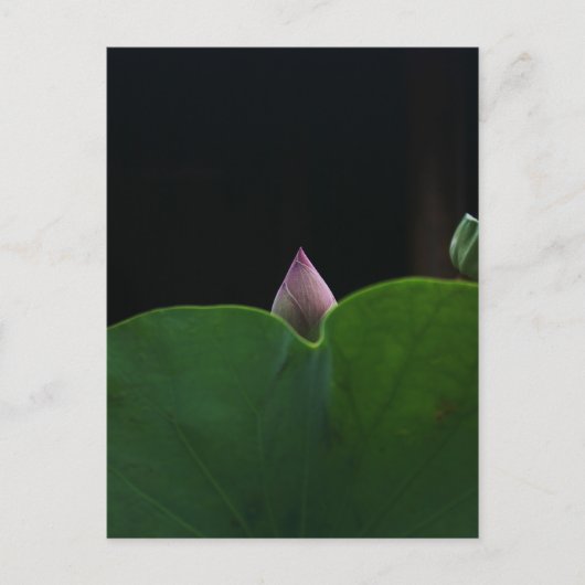 rein postkarte (Vorderseite)