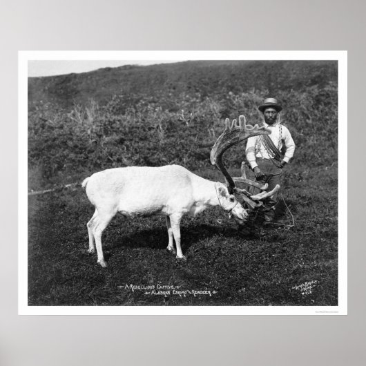 Reindeer & Eskimo Alaska 1920 Poster (Vorne)