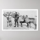 Reindeer Herd Alaska 1909 Poster (Vorne)