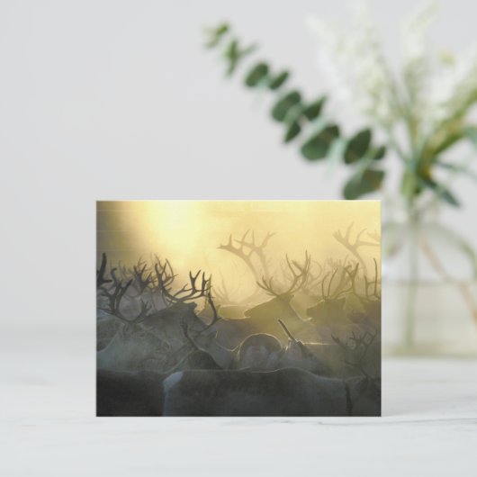 Reindeer Herd Postkarte (Stehend Vorderseite)