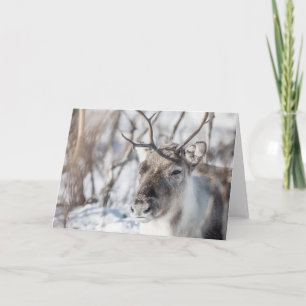 Reindeer Nature Photo Karte