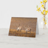 Reindeer Nature Photo Karte (Gelbe Blume)