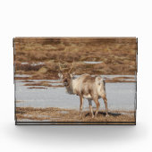 Reindeer Norwegen Fotoblock (Vorderseite)