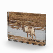 Reindeer Norwegen Fotoblock (Rechts)