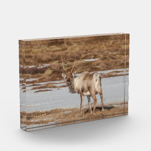 Reindeer Norwegen Fotoblock (Links)