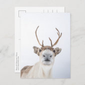 Reindeer Postkarte (Vorne/Hinten)