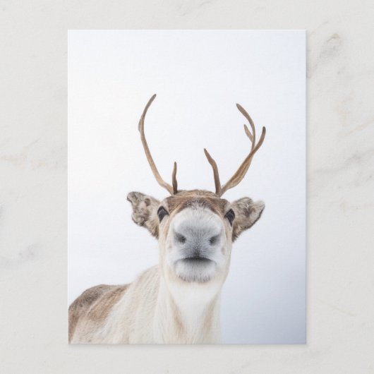 Reindeer Postkarte (Vorderseite)