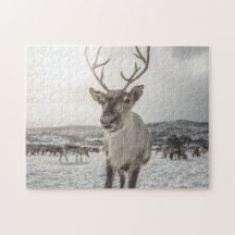 Reindeer