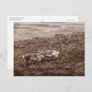 Reindeer Wildlife Foto Postkarte