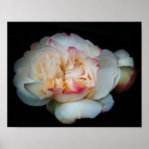 Reine Bliss-Rose Poster