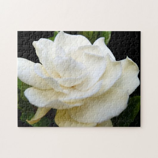 Reiner weißer Gardenia 2 Puzzle (Horizontal)