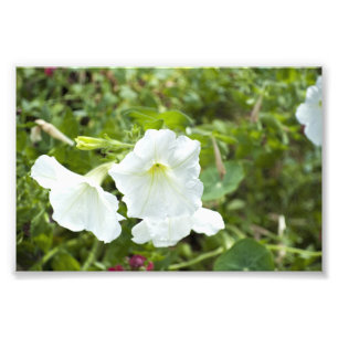 Reinheit in hellem fotodruck