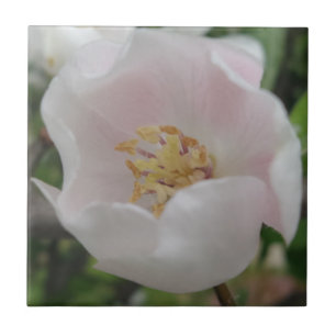 Reinheit Kleine (4,25" x 4,25") Keramik Foto Tile Fliese