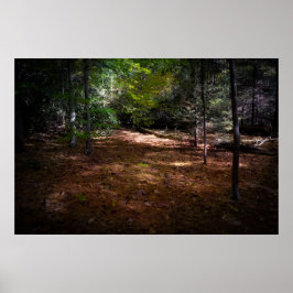 Reinigung in einem dunklen Wald Poster