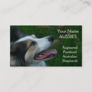 Reinrassige schwarze Tricolor australische Visitenkarte