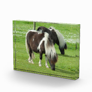 Reinrassige Shetland Paint Ponys Fotoblock