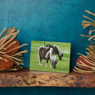 Reinrassige Shetland Paint Ponys Fotoplatte