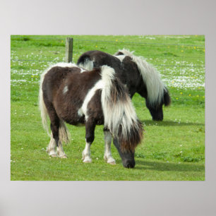 Reinrassige Shetland Paint Ponys Poster