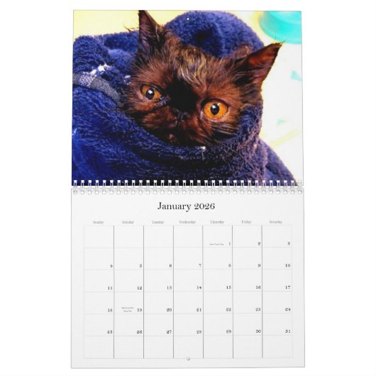 Reinrassiger Katzen-Zucht-Rettungs-Kalender Kalender (Jan 2026)