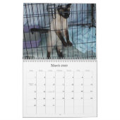 Reinrassiger Katzen-Zucht-Rettungs-Kalender Kalender (Mär 2026)