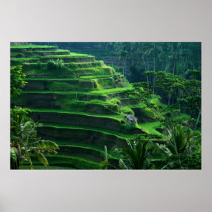 Reis fängt Bali Indonesien auf Poster