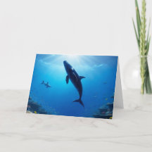 Reise des sanften Riesen