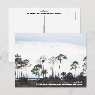Reise- Florida - Adlerhorst, St. Markus Postkarte