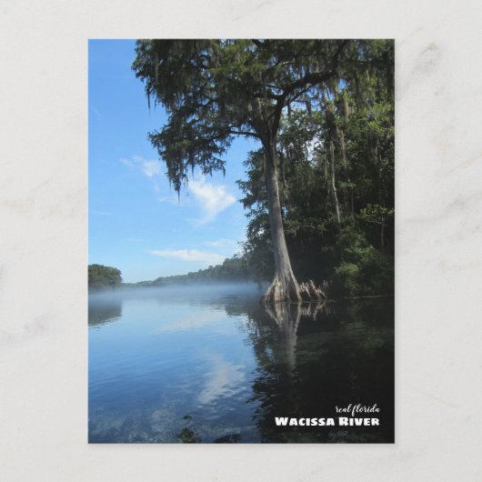 Reise- | Florida - Alte Zypressenbaum, Fluss Waci Postkarte (Vorderseite)