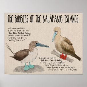 Reise-Plakat: Vögel der Galapagos-Inseln Poster