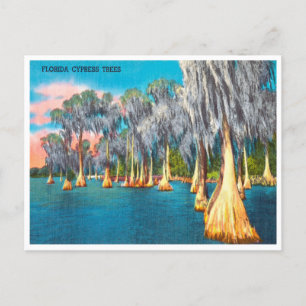 Reise-Postkarte alte Florida-Zypressen Postkarte