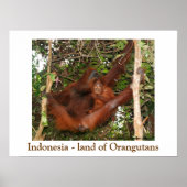 Reisen des Landes Orangutans Poster (Vorne)