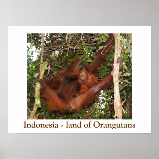 Reisen des Landes Orangutans Poster (Vorne)