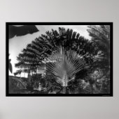 Reisende Palm Tree Kenya 1920 Poster (Vorne)