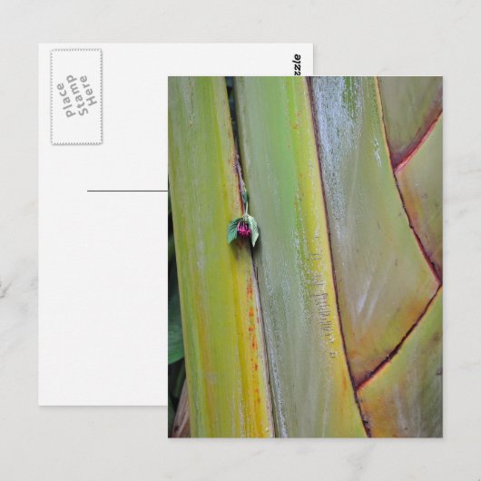 Reisende Palm Tree Postkarte (Vorne/Hinten)