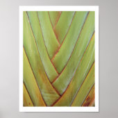 Reisenpalme Poster (Vorne)