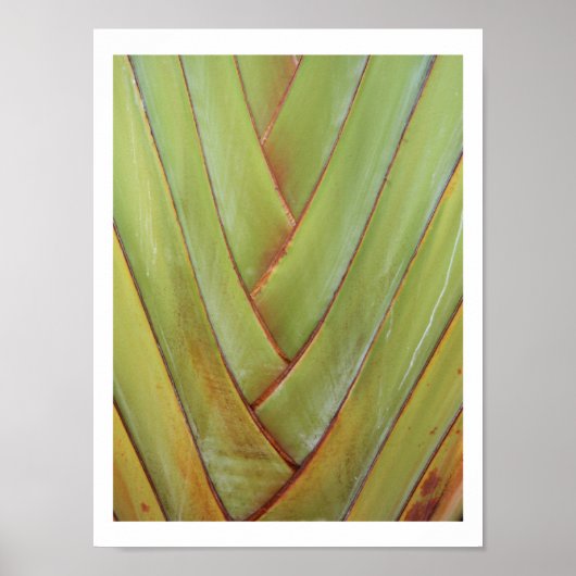 Reisenpalme Poster (Vorne)